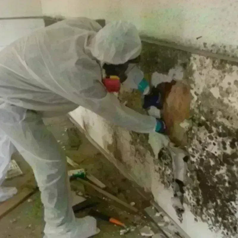 Mold Remediation and Removal in Aumsville, OR